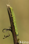 Astermonnik (Cucullia asteris)