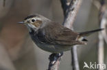 Blauwborst (Luscinia svecica)