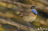 Blauwborst (Luscinia svecica)