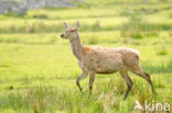 Edelhert (Cervus elaphus)