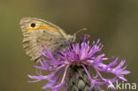 Grauw zandoogje (Hyponephele lycaon)