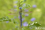 Groene glazenmaker (Aeshna viridis) 