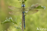 Groene glazenmaker (Aeshna viridis) 