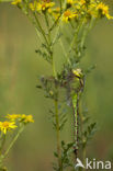 Groene glazenmaker (Aeshna viridis) 