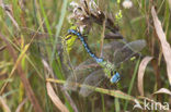 Groene glazenmaker (Aeshna viridis) 