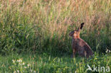 Haas (Lepus europaeus)