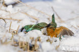 IJsvogel (Alcedo atthis)