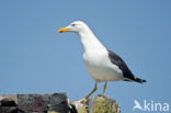 Kleine Mantelmeeuw (Larus fuscus)