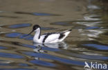 Pied Avocet (Recurvirostra avosetta)