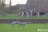 Kraanvogel (Grus grus)