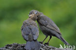 Merel (Turdus merula)