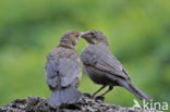 Merel (Turdus merula)