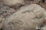 Oertzeni s Rock Lizard (Anatololacerta oertzeni pelasgiana)