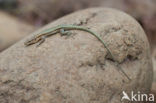 Oertzeni s Rock Lizard (Anatololacerta oertzeni pelasgiana)