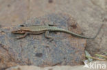 Oertzeni s Rock Lizard (Anatololacerta oertzeni pelasgiana)