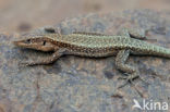 Oertzeni s Rock Lizard (Anatololacerta oertzeni pelasgiana)