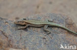 Oertzeni s Rock Lizard (Anatololacerta oertzeni pelasgiana)