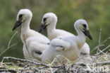 Ooievaar (Ciconia ciconia)