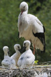 Ooievaar (Ciconia ciconia)