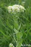 Pijlkruidkers (Lepidium draba)