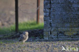 Steenuil (Athene noctua) 