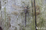 Venglazenmaker (Aeshna juncea)