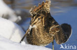 Watersnip (Gallinago gallinago) 