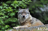 Wolf (Canis lupus)