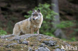 Wolf (Canis lupus)