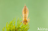 Zuidelijke keizerlibel (Anax parthenope)