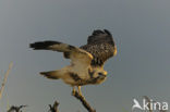 Buizerd (Buteo buteo)