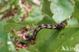 Grote wintervlinder (Erannis defoliaria)