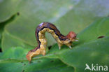 Grote wintervlinder (Erannis defoliaria)