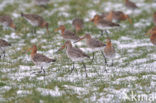 Grutto (Limosa limosa) 