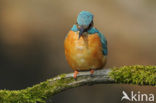 IJsvogel (Alcedo atthis)