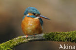 IJsvogel (Alcedo atthis)