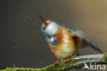 IJsvogel (Alcedo atthis)