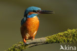 IJsvogel (Alcedo atthis)