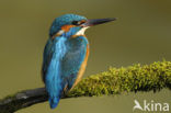 IJsvogel (Alcedo atthis)