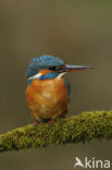 IJsvogel (Alcedo atthis)