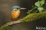 IJsvogel (Alcedo atthis)