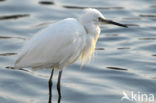 Kleine Zilverreiger (Egretta garzetta) 