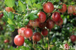 Kruisbes (Ribes uva-crispa)