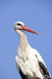 Ooievaar (Ciconia ciconia)