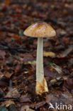 Roodbruine slanke amaniet (Amanita fulva)