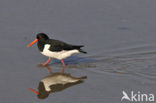 Scholekster (Haematopus ostralegus)