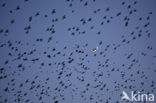 Spreeuw (Sturnus vulgaris)