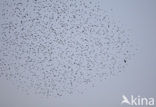 Spreeuw (Sturnus vulgaris)