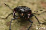 Vliegend hert (Lucanus cervus)