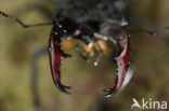 Vliegend hert (Lucanus cervus)